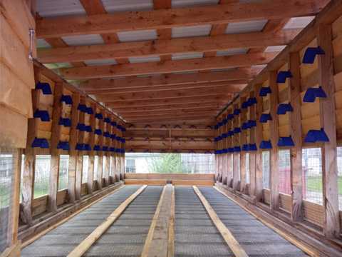 Important Considerations for Racing Pigeon Lofts